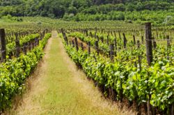Burgundy Wine Region